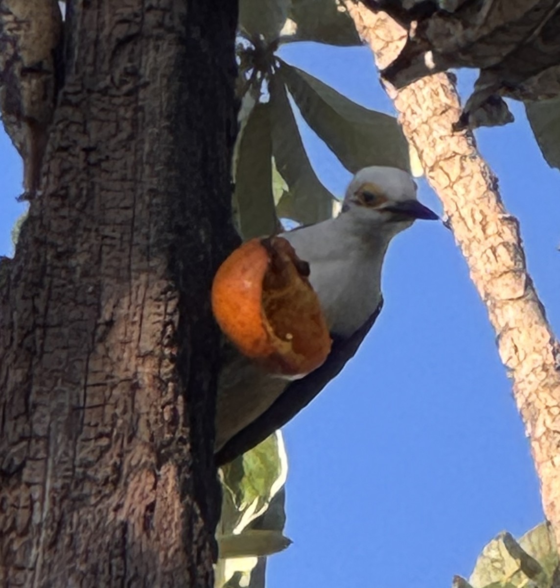 White Woodpecker - ML642993294