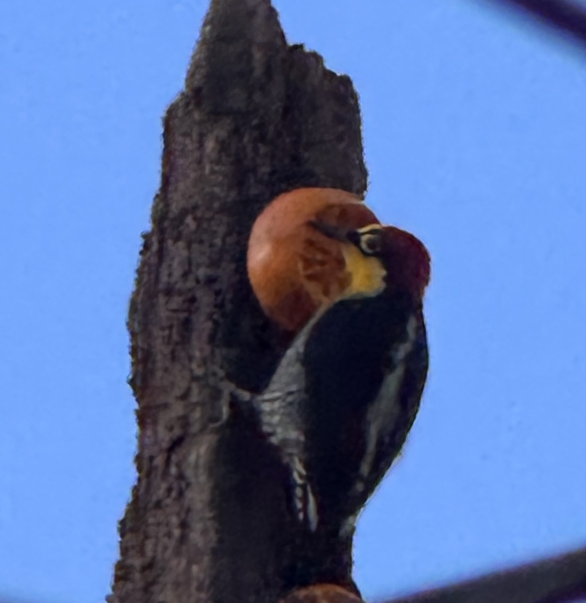 Yellow-fronted Woodpecker - ML642993299