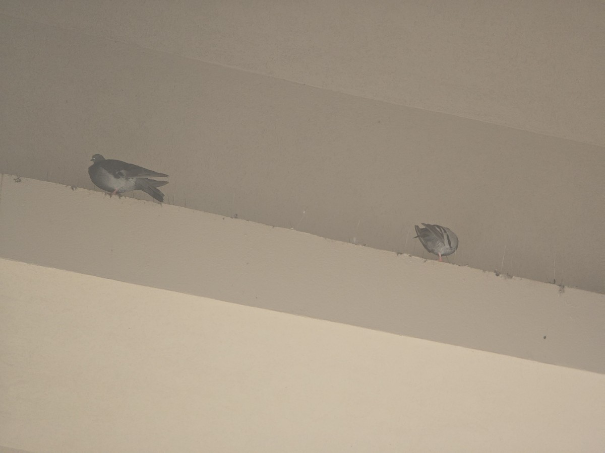 Pigeon biset (forme domestique) - ML642993328