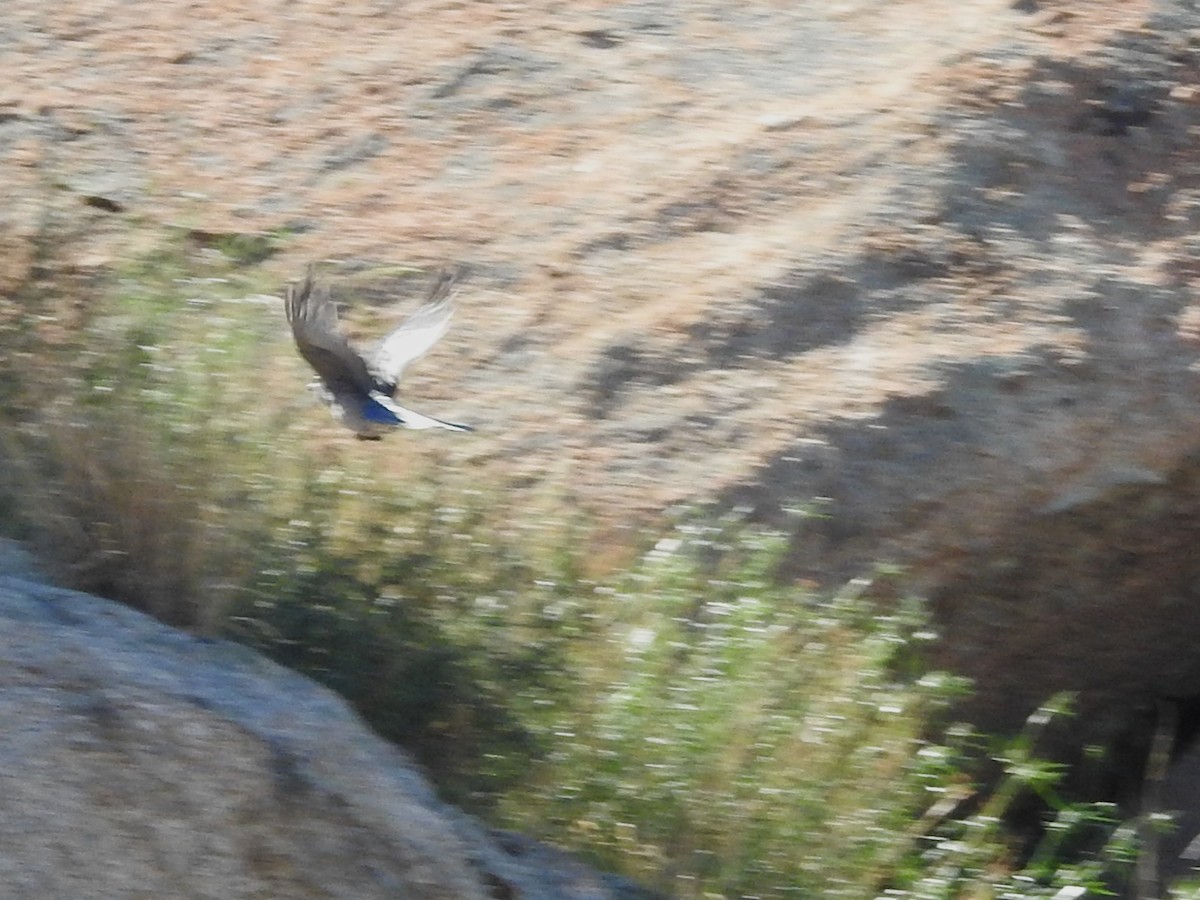 Mexican Jay - ML642993330