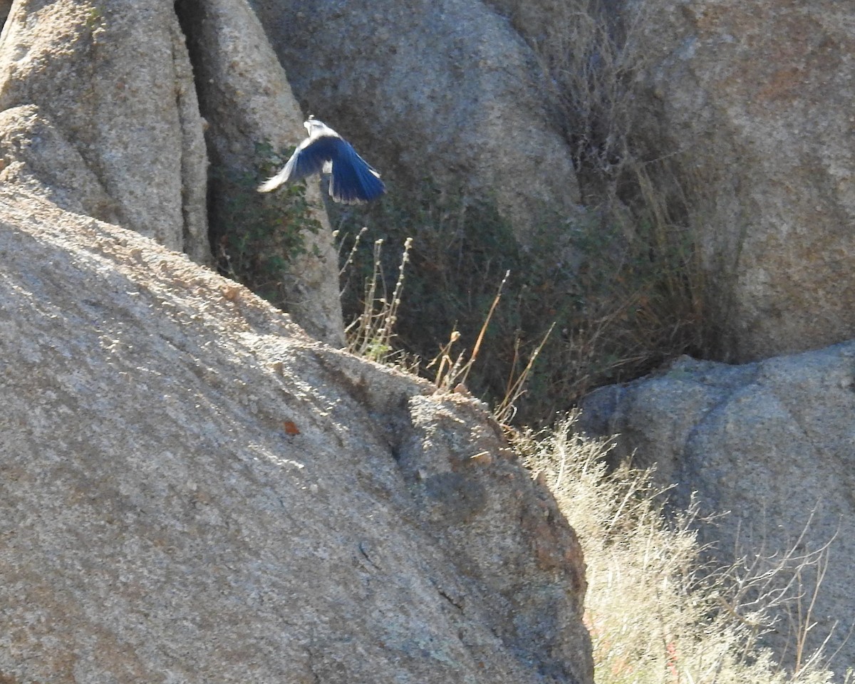 Mexican Jay - ML642993331