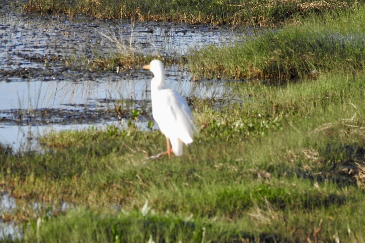 Yellow-billed Egret - ML642993341
