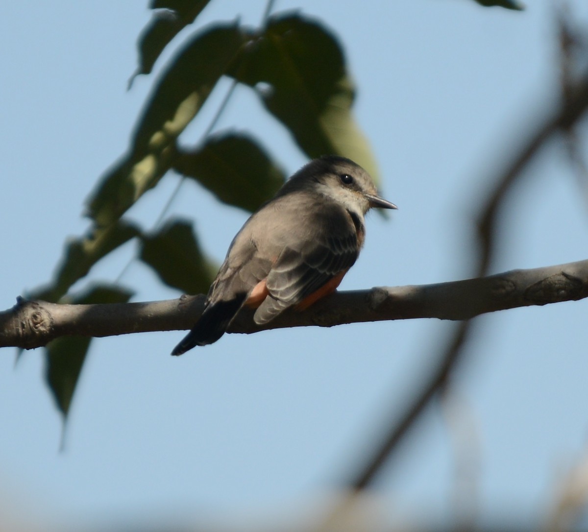 Vermilion Flycatcher - ML642993362