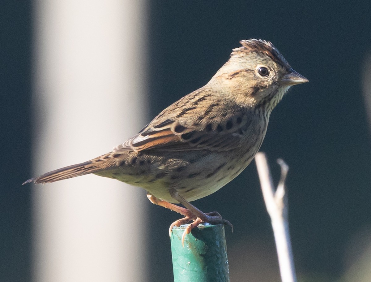 Lincoln's Sparrow - ML642993364