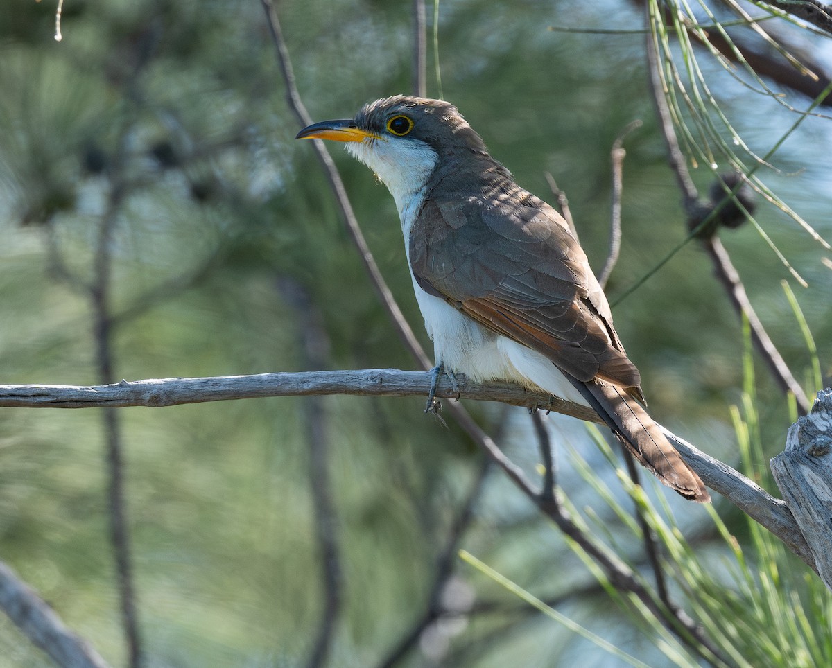 Yellow-billed Cuckoo - ML642993395