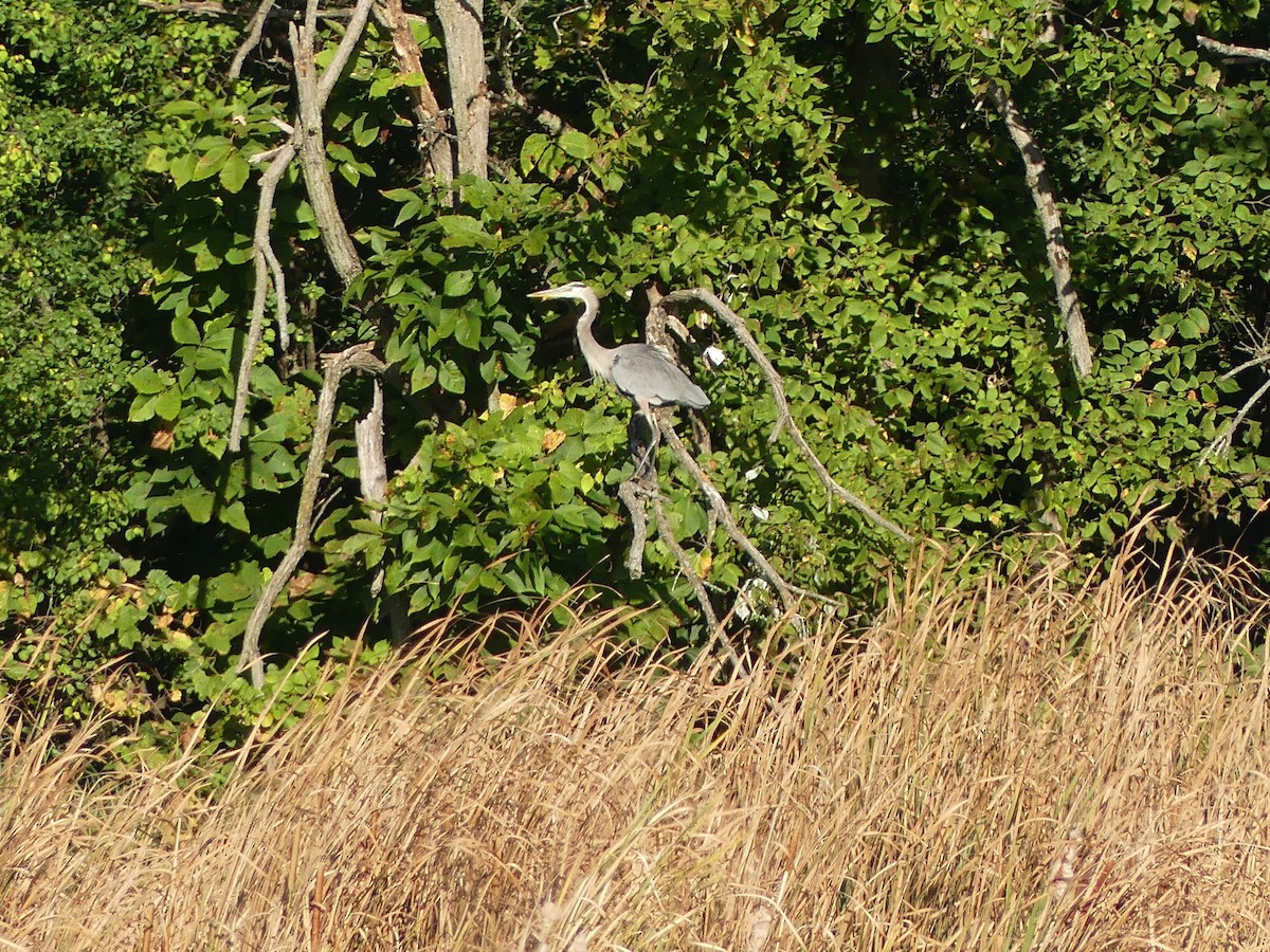 Great Blue Heron - ML642993418