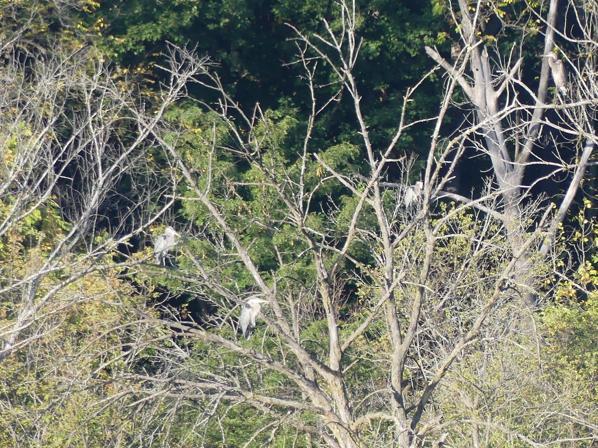 Great Blue Heron - ML642993419