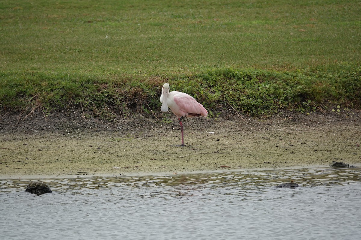 Roseate Spoonbill - ML642993435