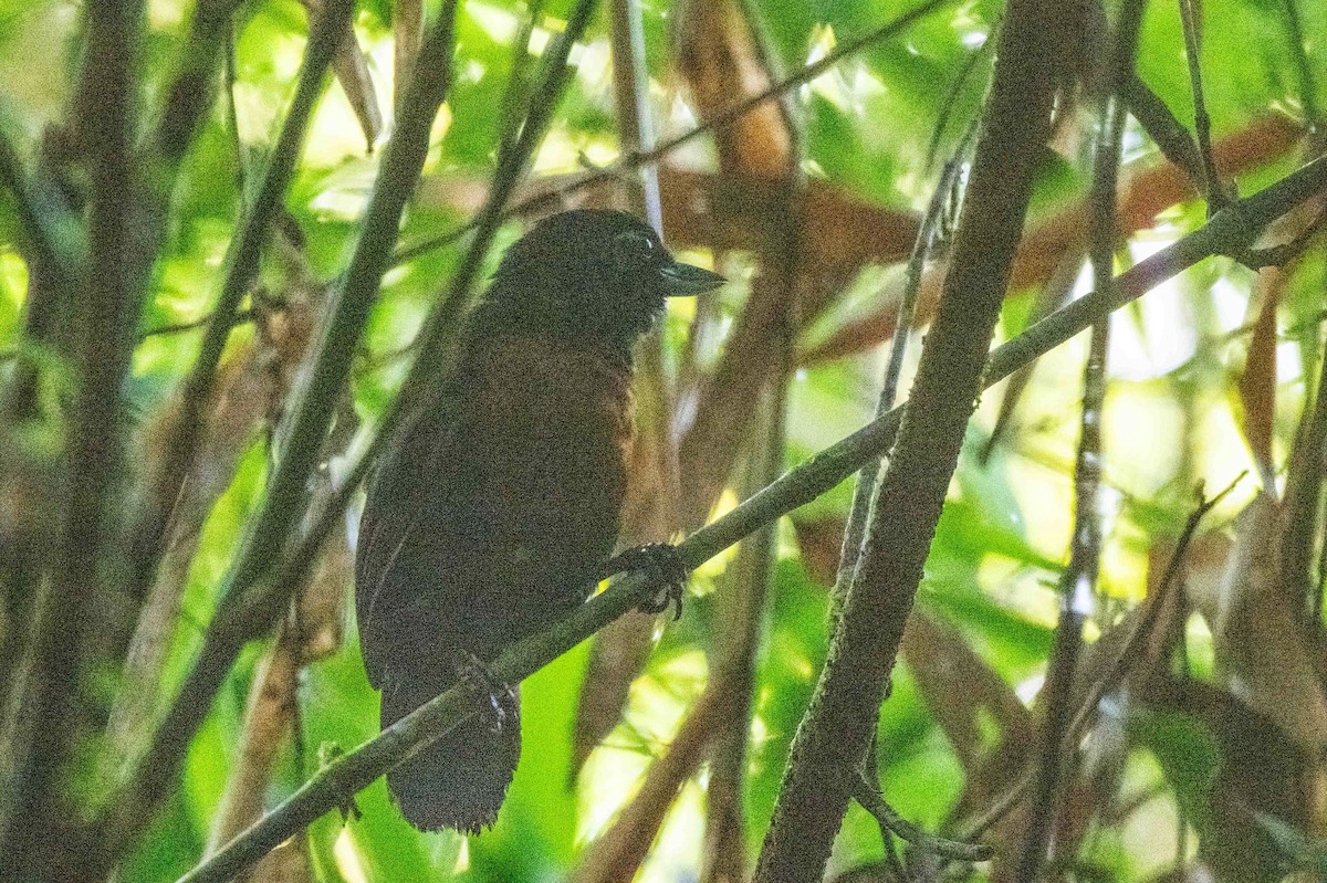 Black Bushbird - ML642993438
