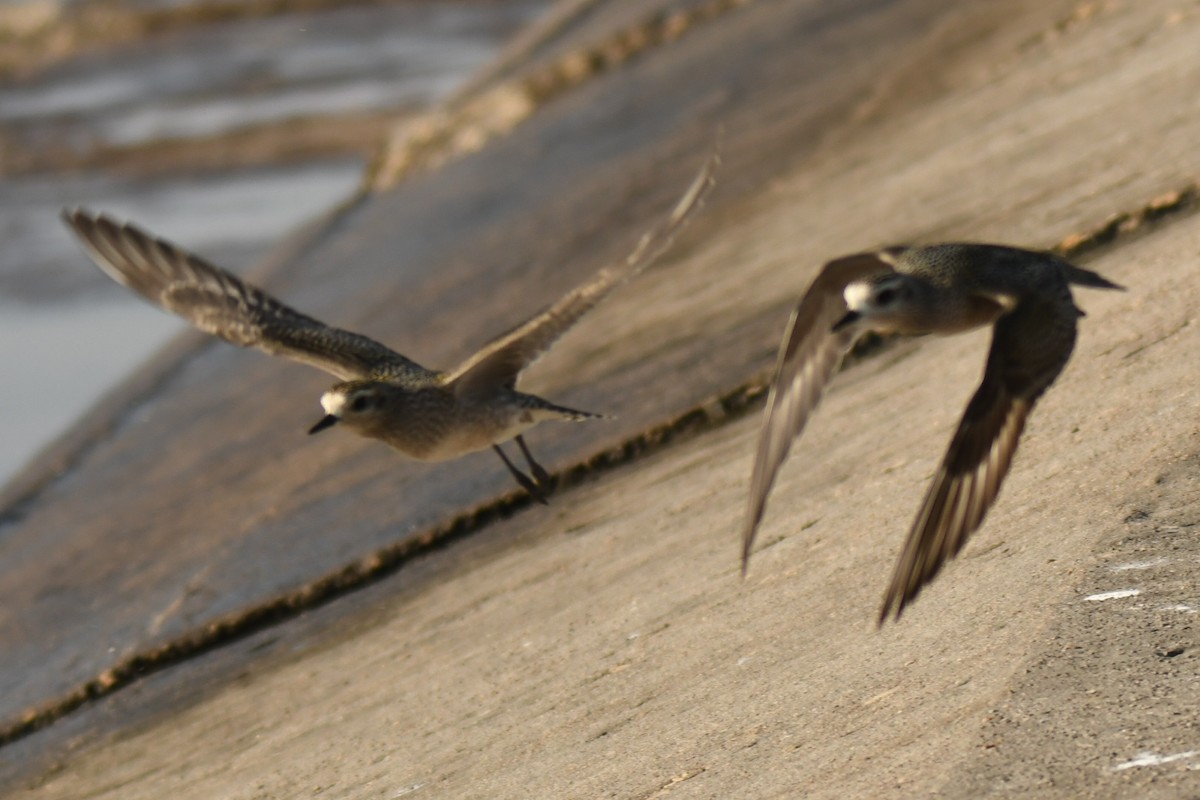 American Golden-Plover - ML642993454