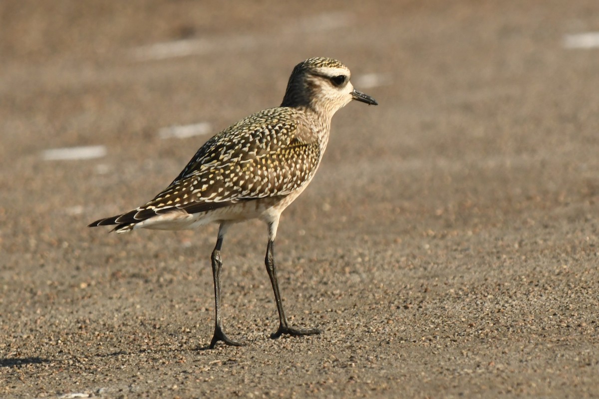 American Golden-Plover - ML642993455