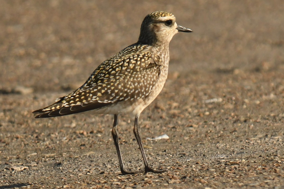 American Golden-Plover - ML642993456