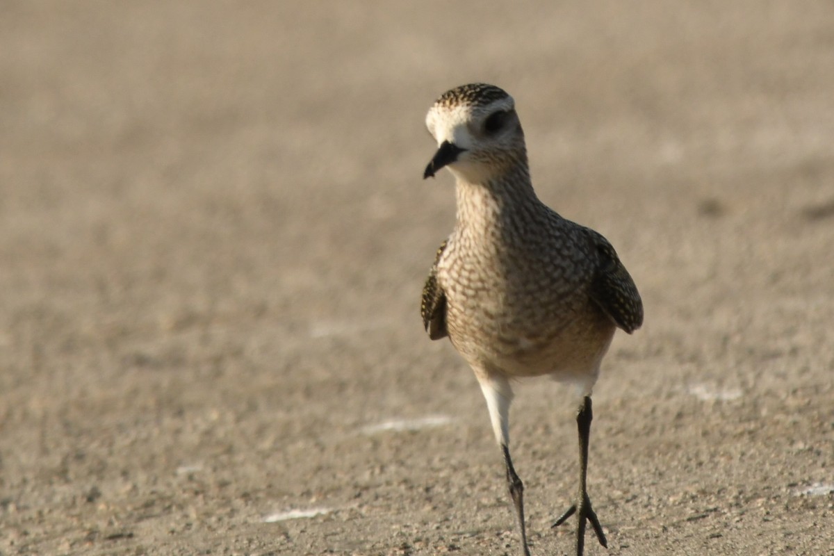 American Golden-Plover - ML642993457