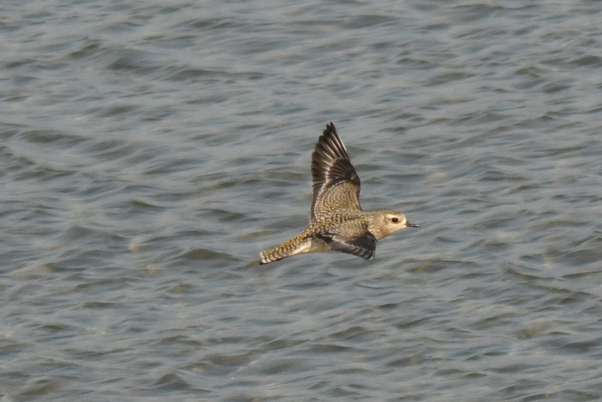 American Golden-Plover - ML642993458