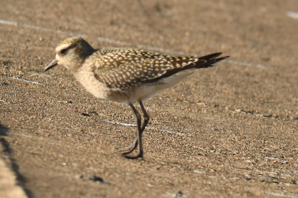 American Golden-Plover - ML642993459