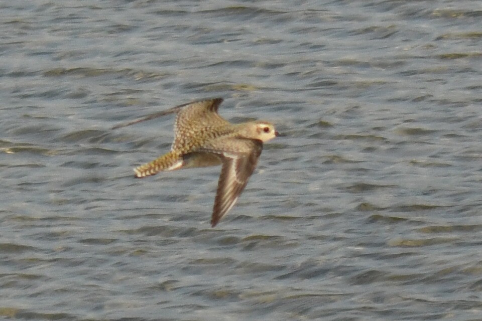 American Golden-Plover - ML642993460