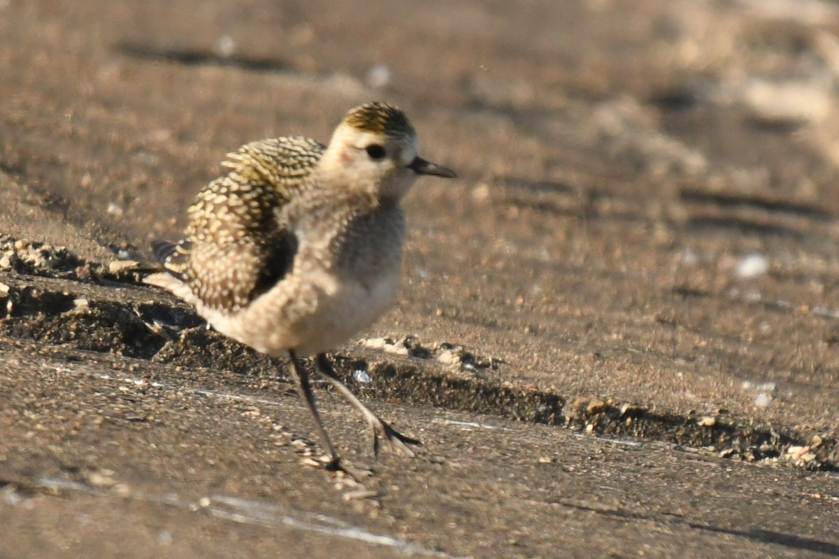 American Golden-Plover - ML642993461