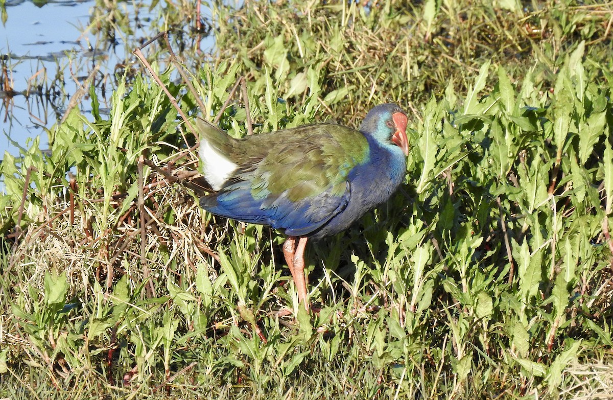 African Swamphen - ML642993475