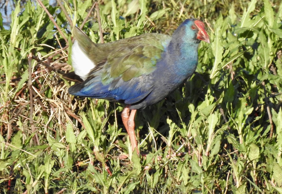 African Swamphen - ML642993476