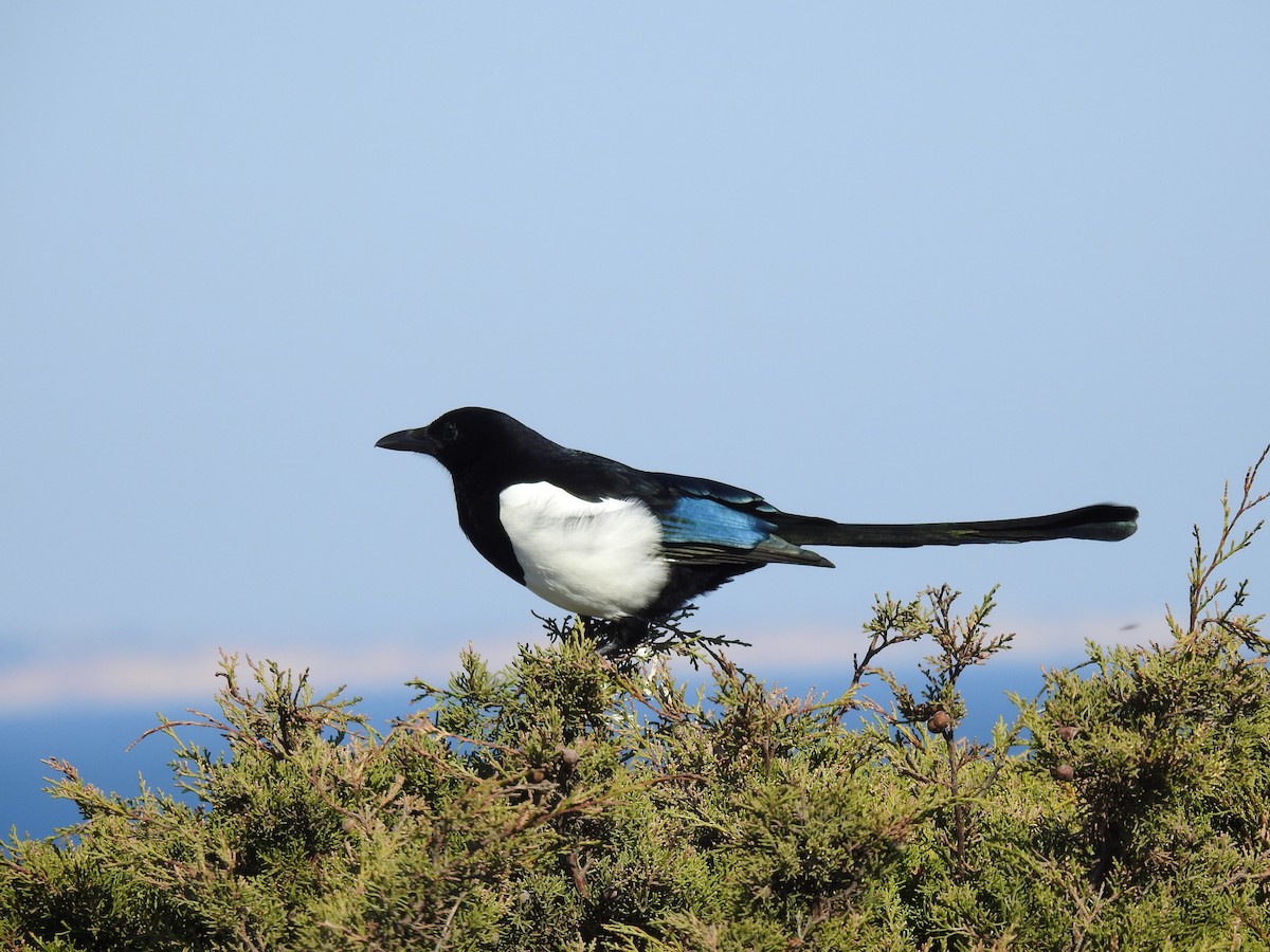 Eurasian Magpie - Nelson Conceição