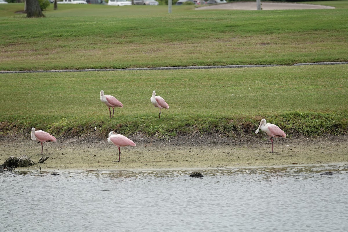 Roseate Spoonbill - ML642993496