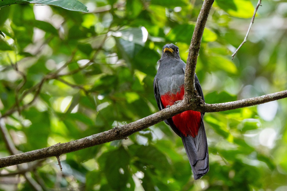 Black-tailed Trogon - ML642993509