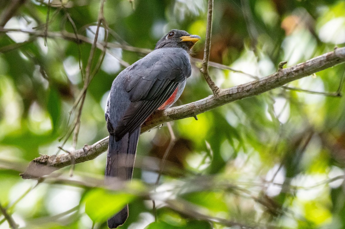 Black-tailed Trogon - ML642993510