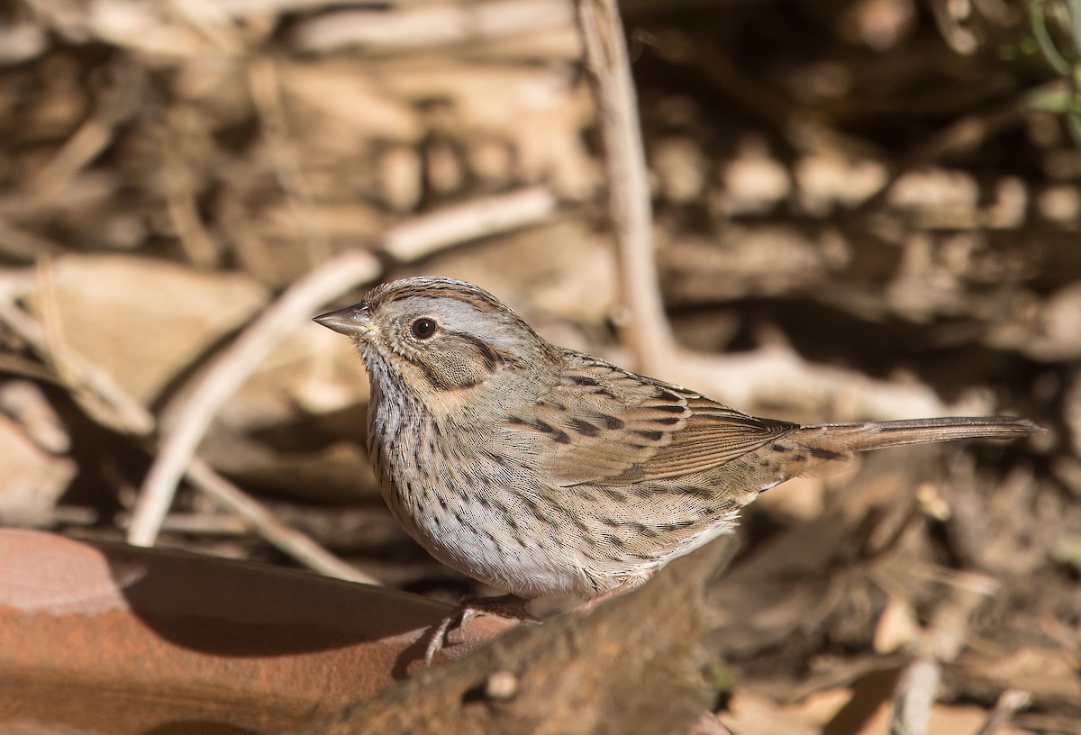 Lincoln's Sparrow - ML642993525