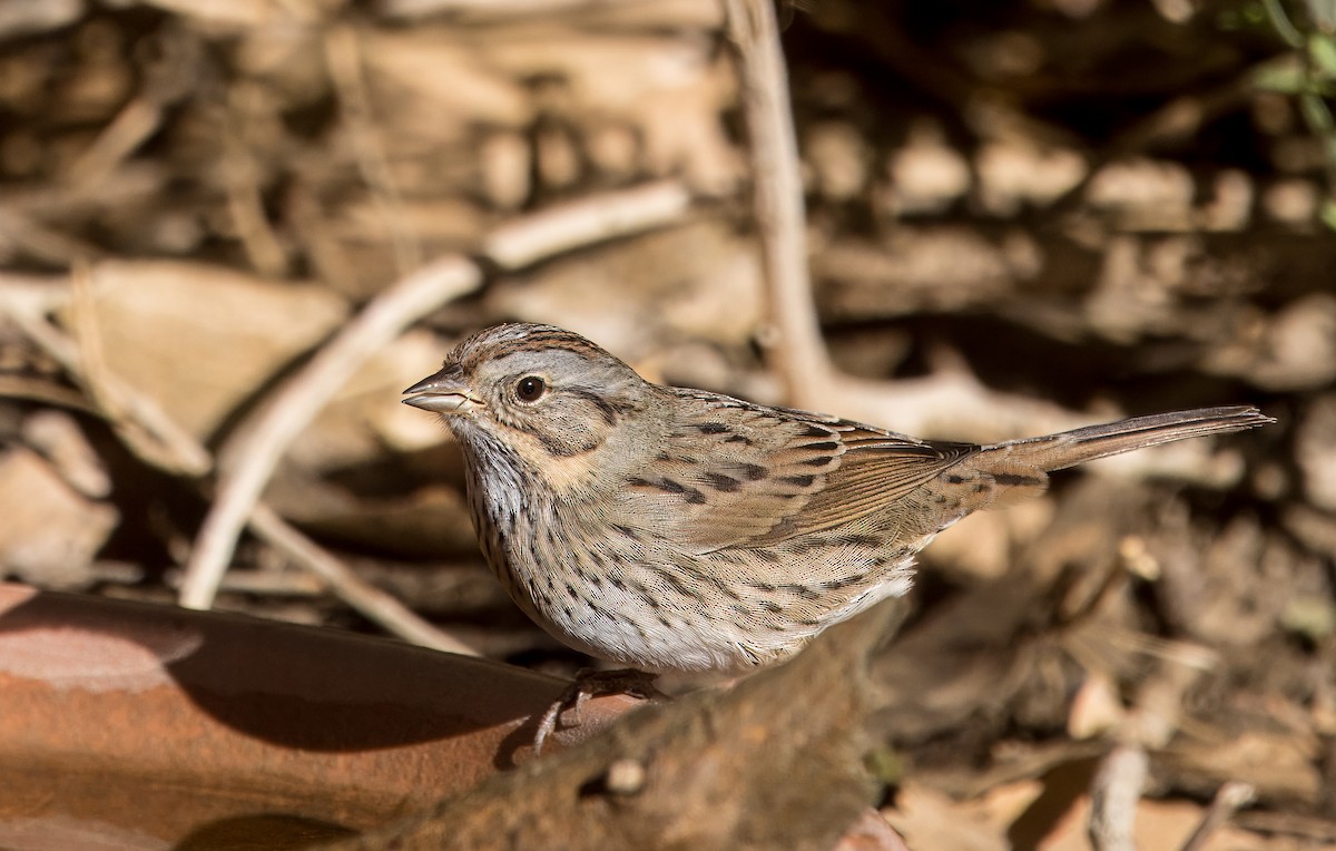 Lincoln's Sparrow - ML642993526