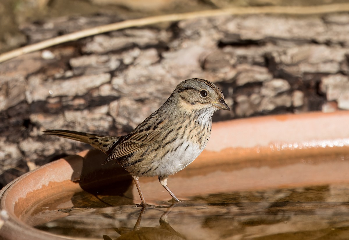 Lincoln's Sparrow - ML642993528