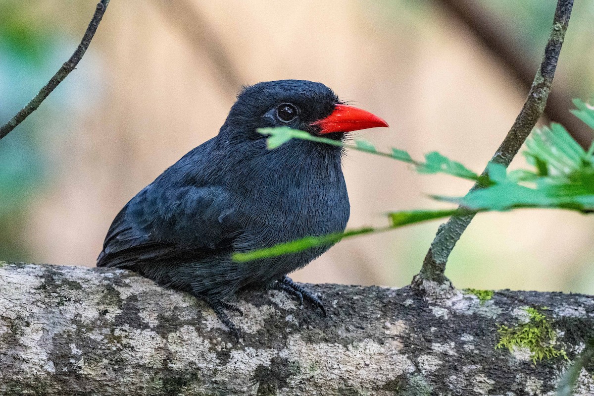 Black-fronted Nunbird - ML642993530