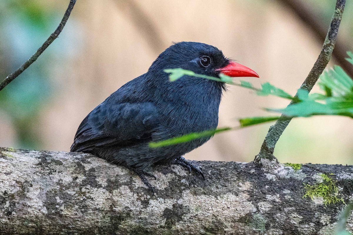 Black-fronted Nunbird - ML642993531
