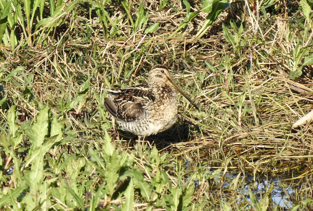 アフリカジシギ - ML642993571