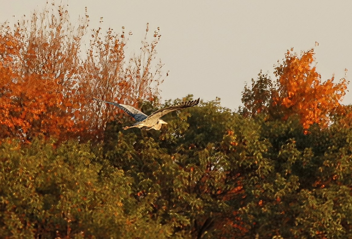Great Blue Heron - ML642993577