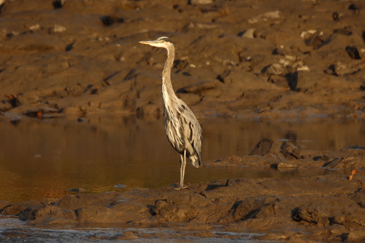 Great Blue Heron - ML642993578