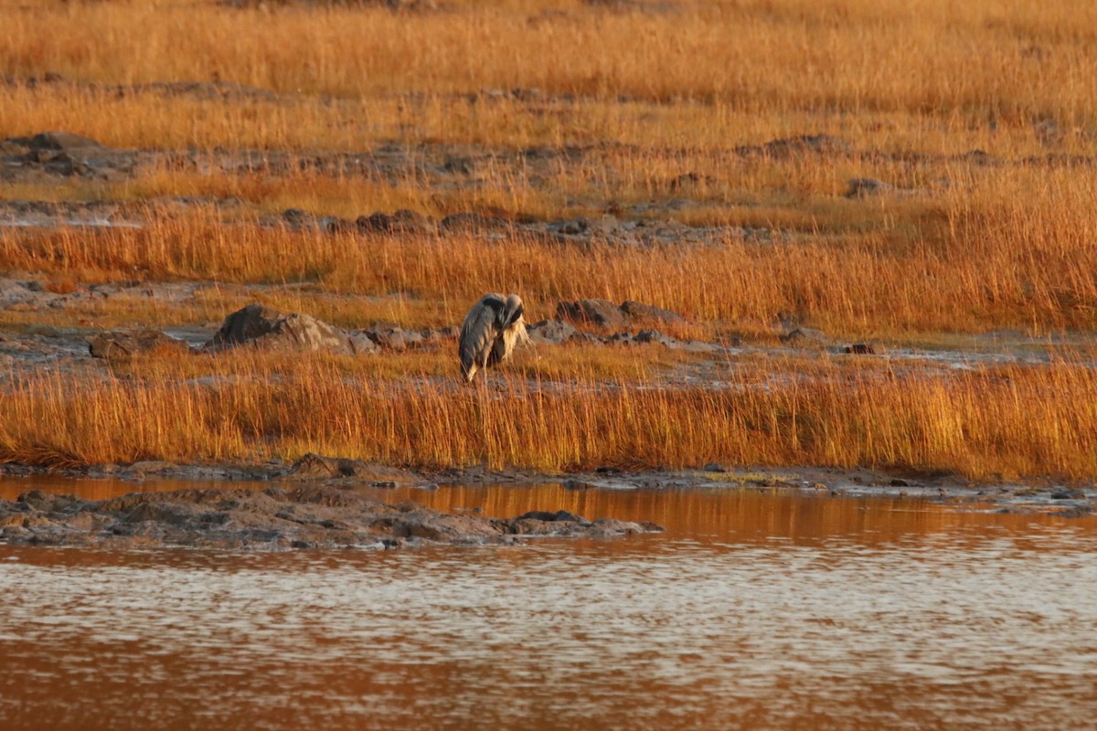 Great Blue Heron - ML642993579