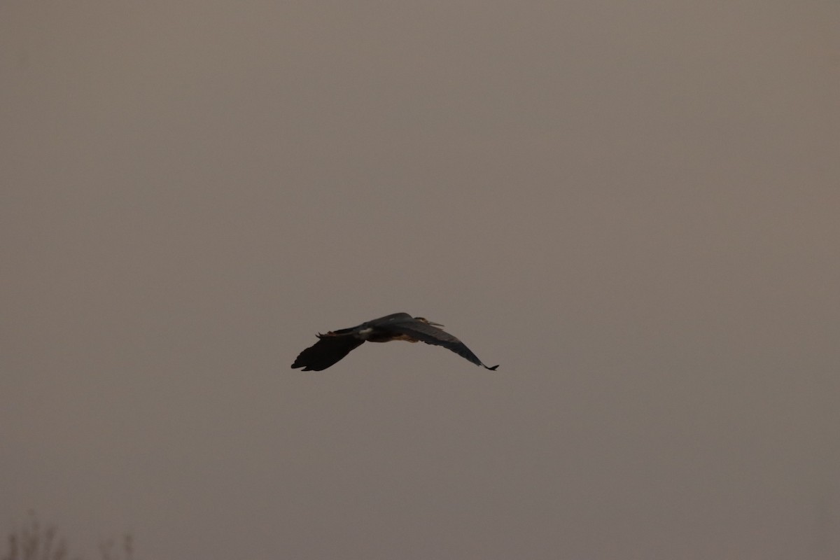 Great Blue Heron - ML642993580
