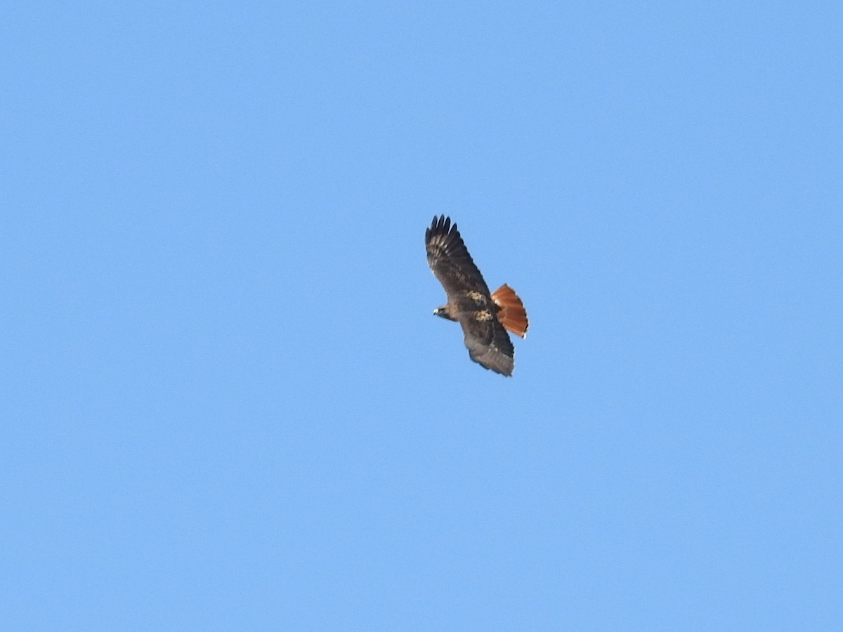 Red-tailed Hawk - ML642993583