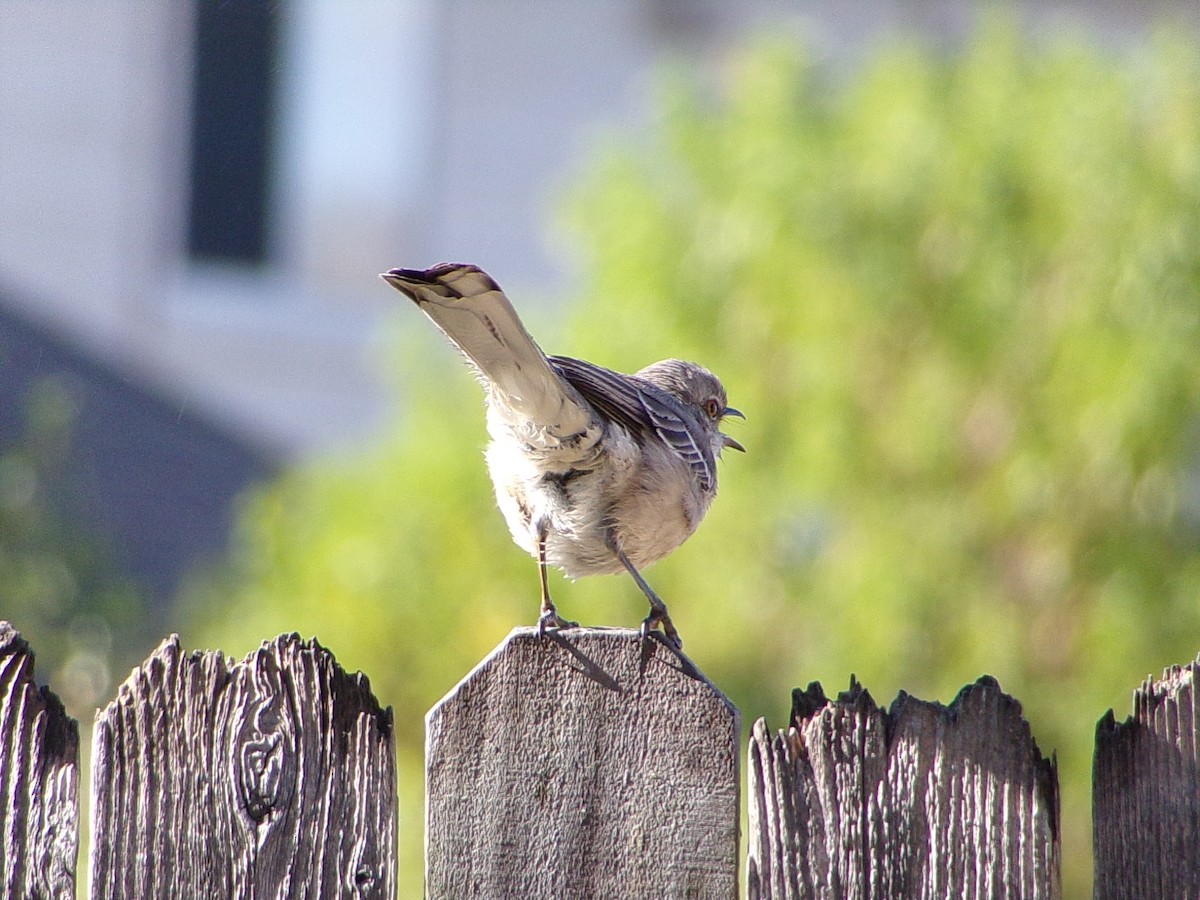 Northern Mockingbird - ML642993590