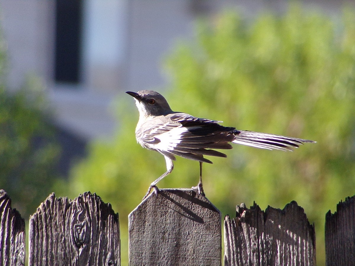 Northern Mockingbird - ML642993591