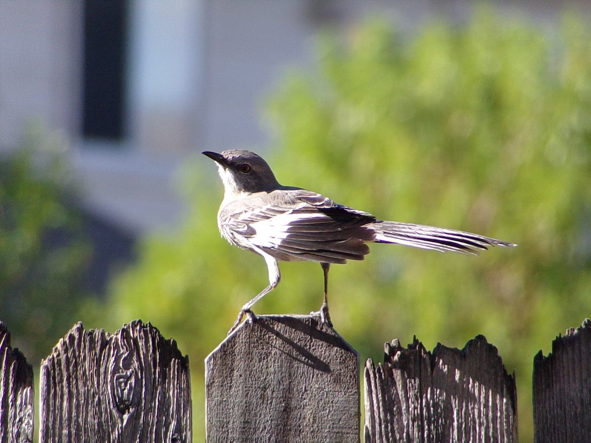 Northern Mockingbird - ML642993592