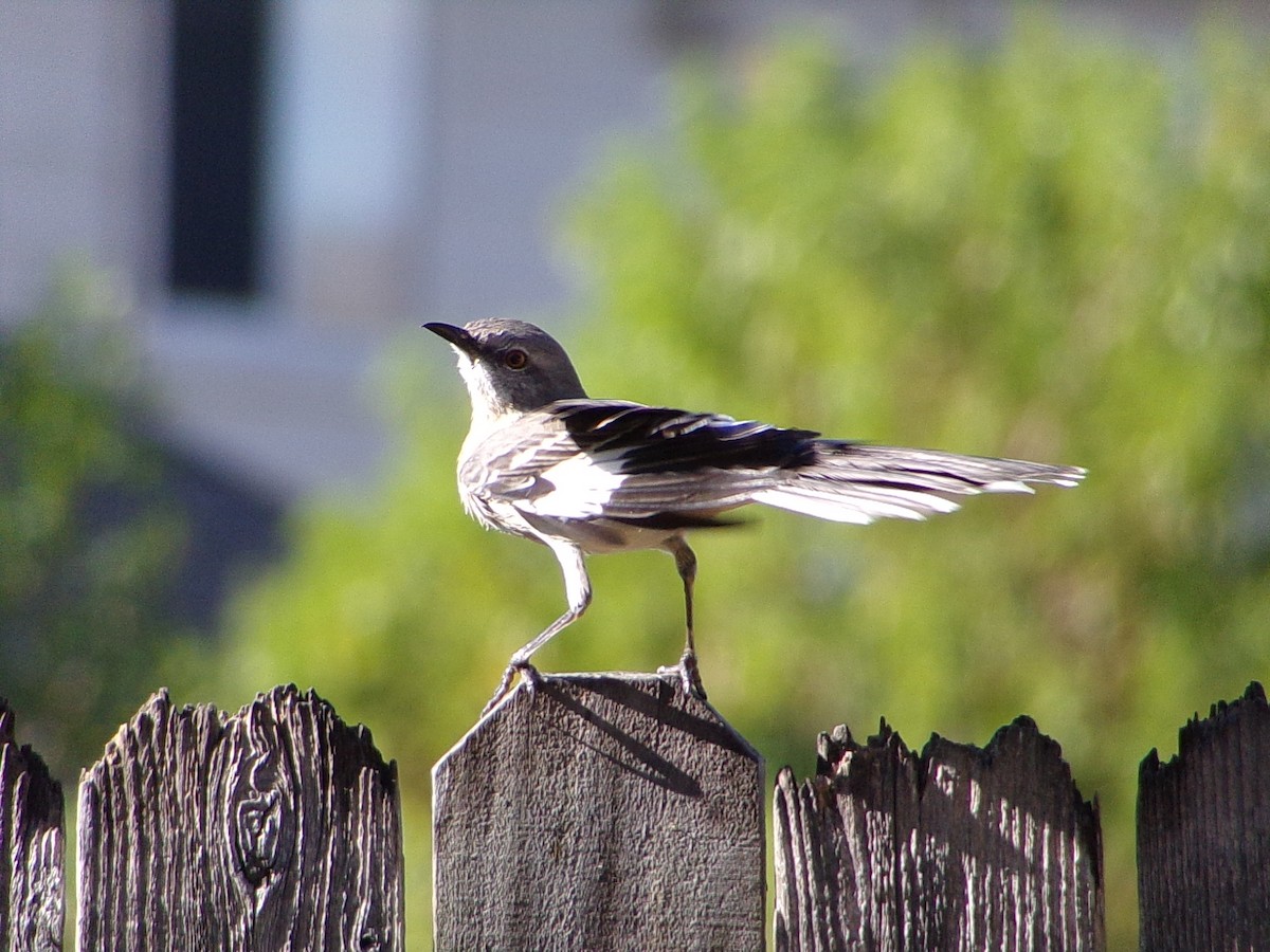 Northern Mockingbird - ML642993593