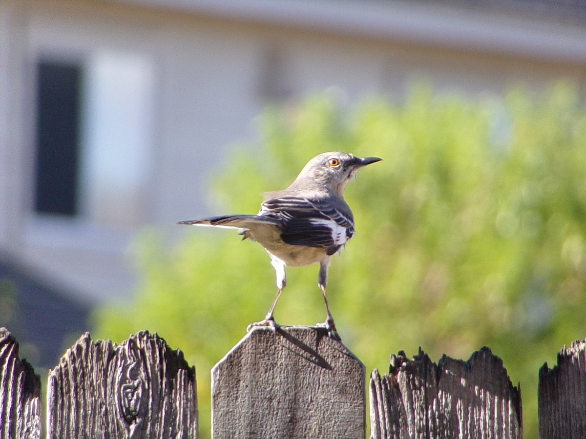 Northern Mockingbird - ML642993594