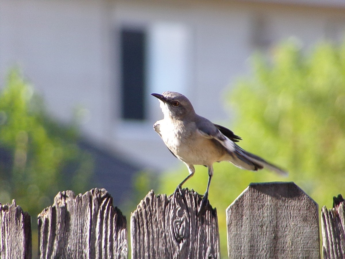 Northern Mockingbird - ML642993595