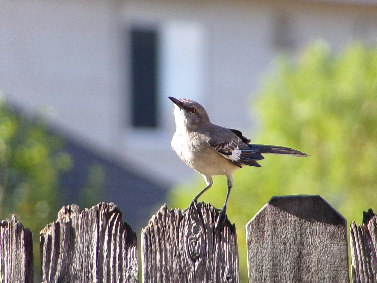 Northern Mockingbird - ML642993596