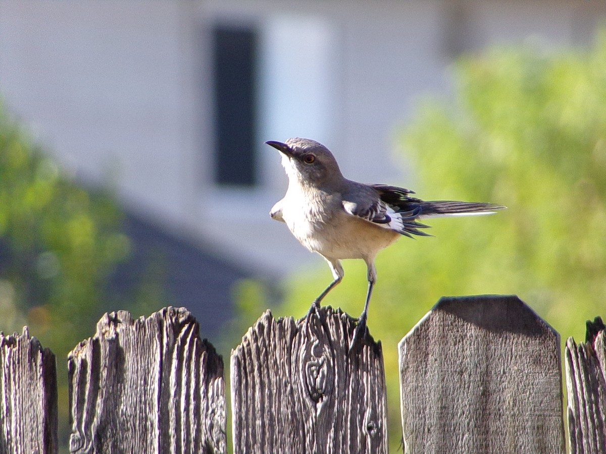 Northern Mockingbird - ML642993597