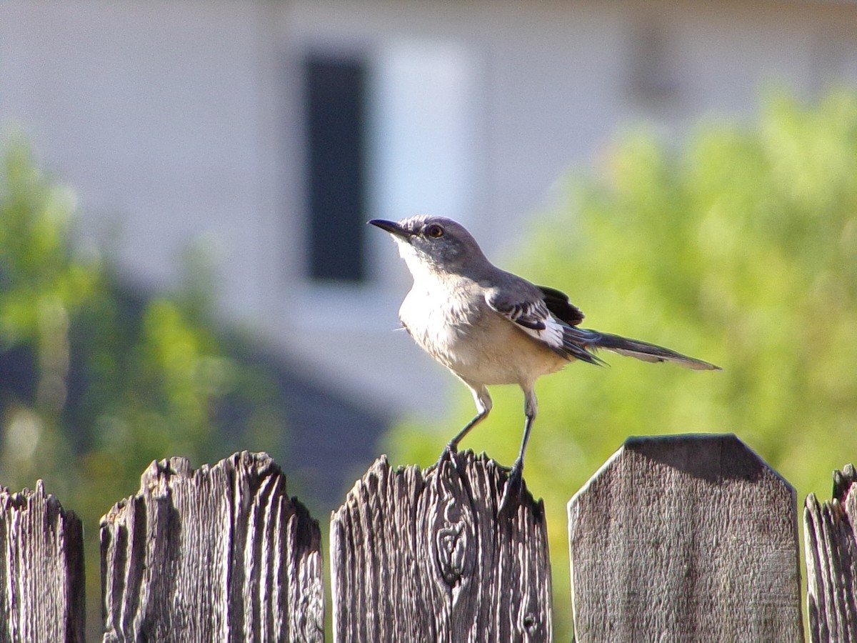 Northern Mockingbird - ML642993598