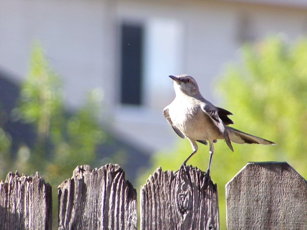 Northern Mockingbird - ML642993599