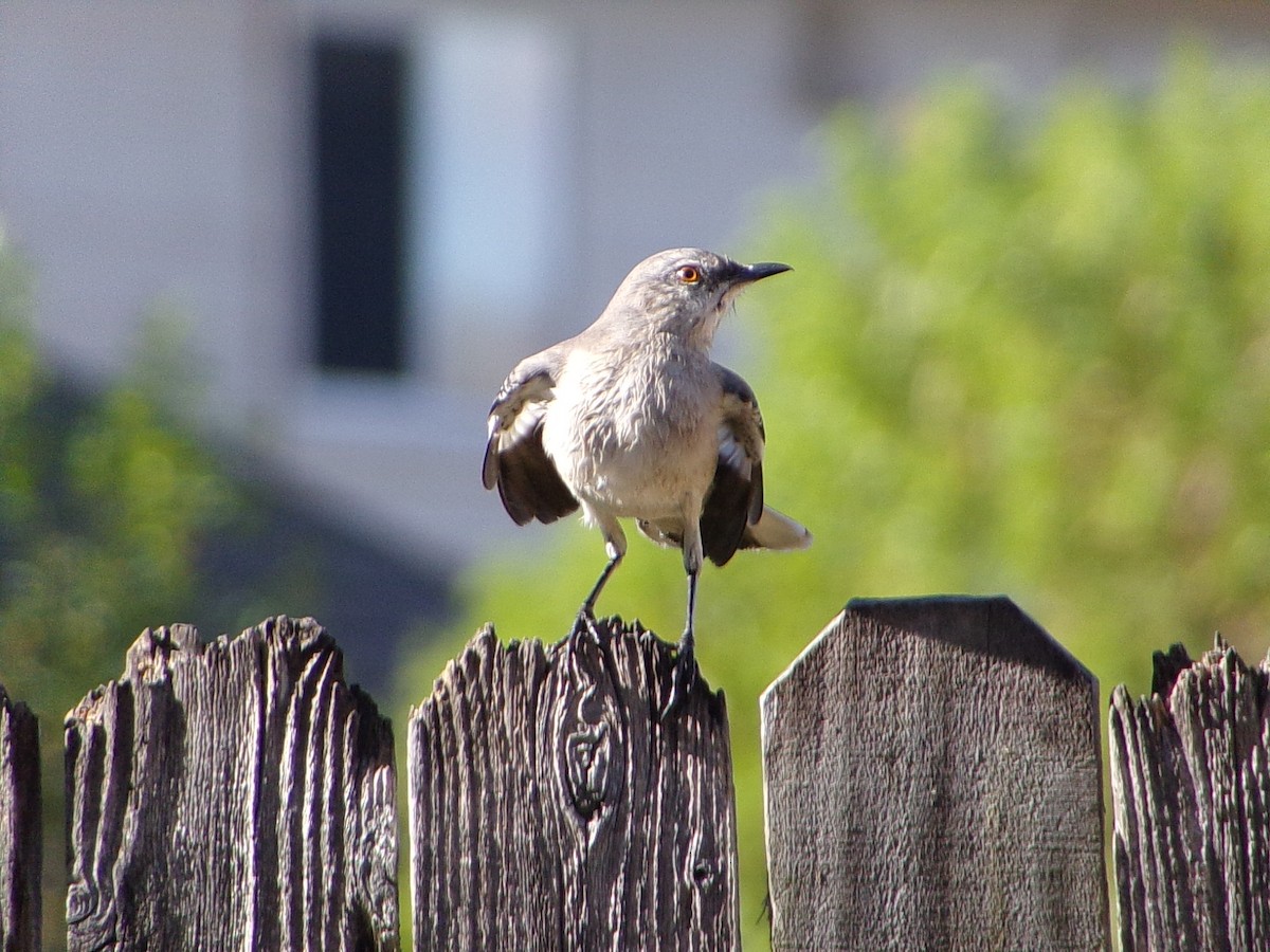 Northern Mockingbird - ML642993600