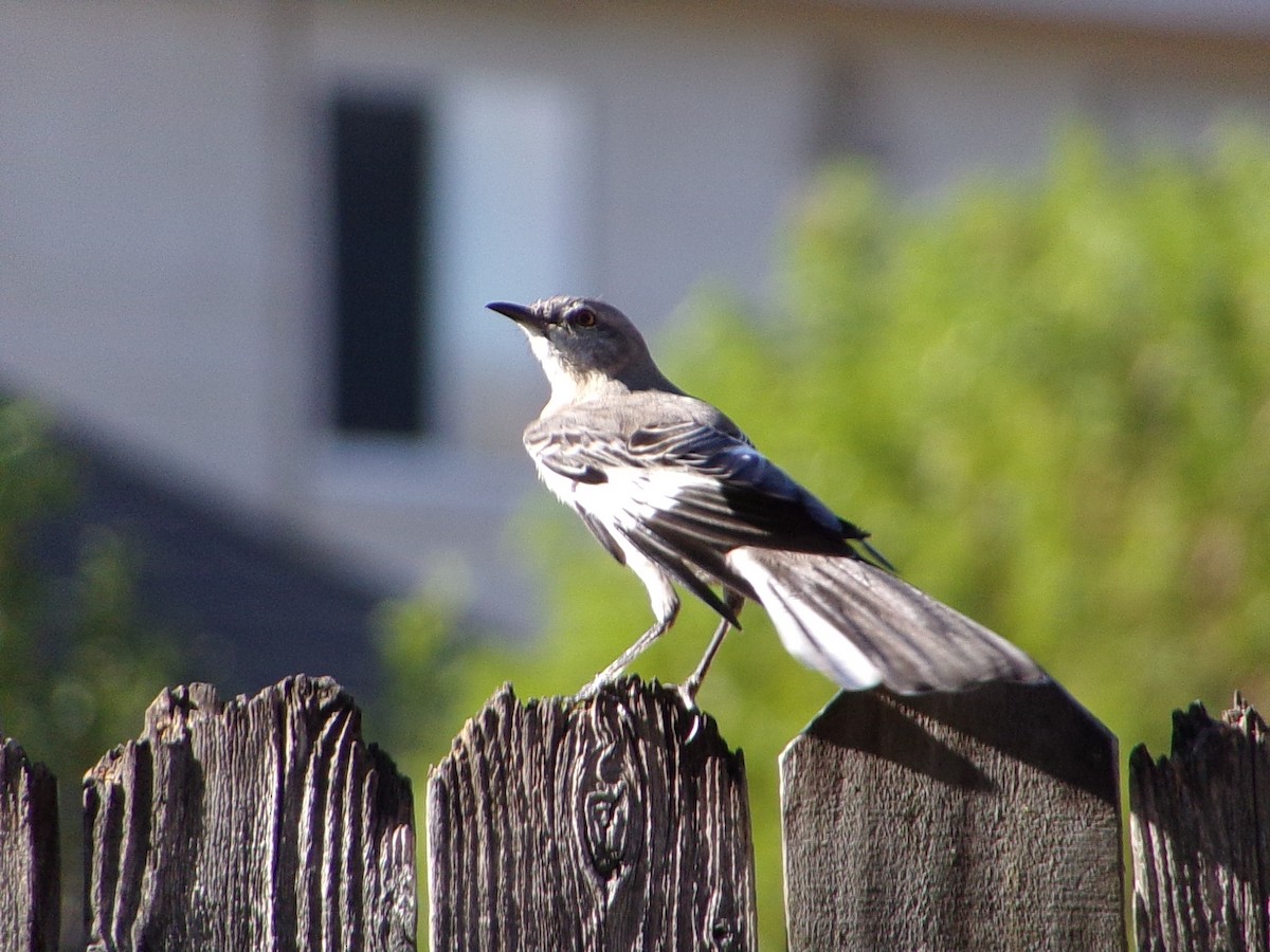 Northern Mockingbird - ML642993601